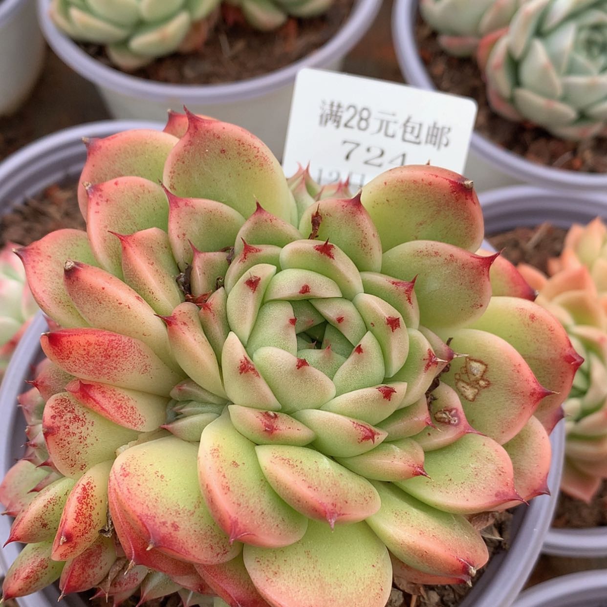 【闪购商品】云724号