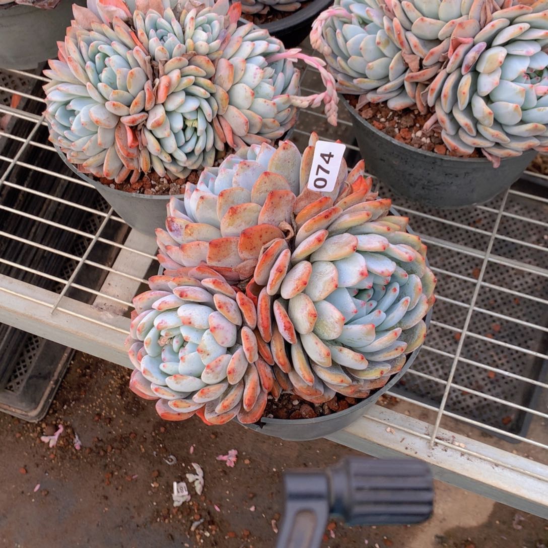 074多头一个大帅哥！这次