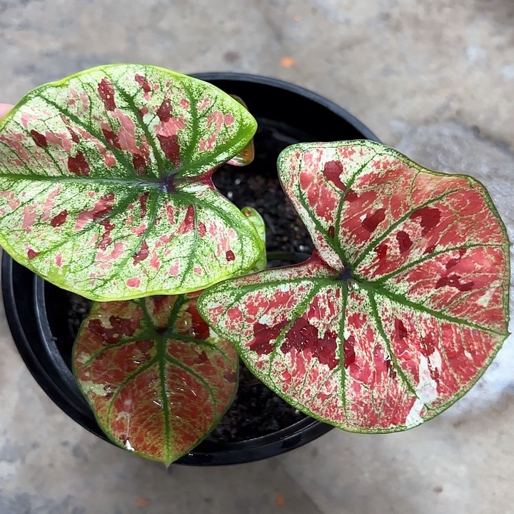 87-0213彩叶芋广东现货