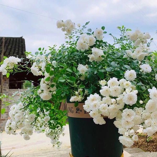 微型小短藤月季彗星浓香多头多季节开花月季