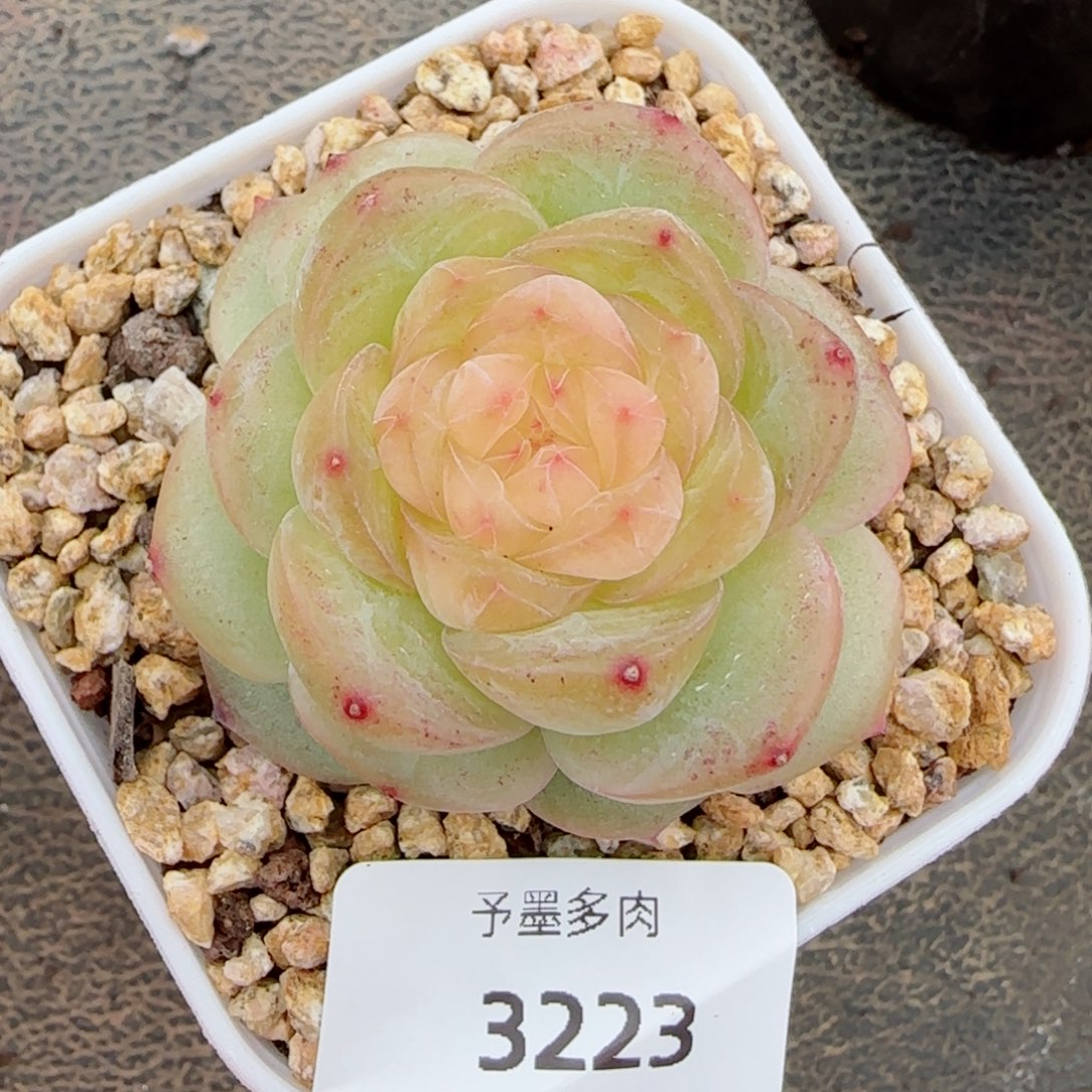 玉茗优选，3223多肉