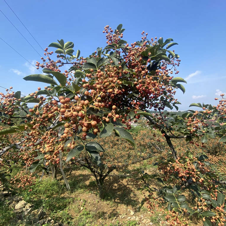 沂蒙山花椒（手动摘取）自然生长