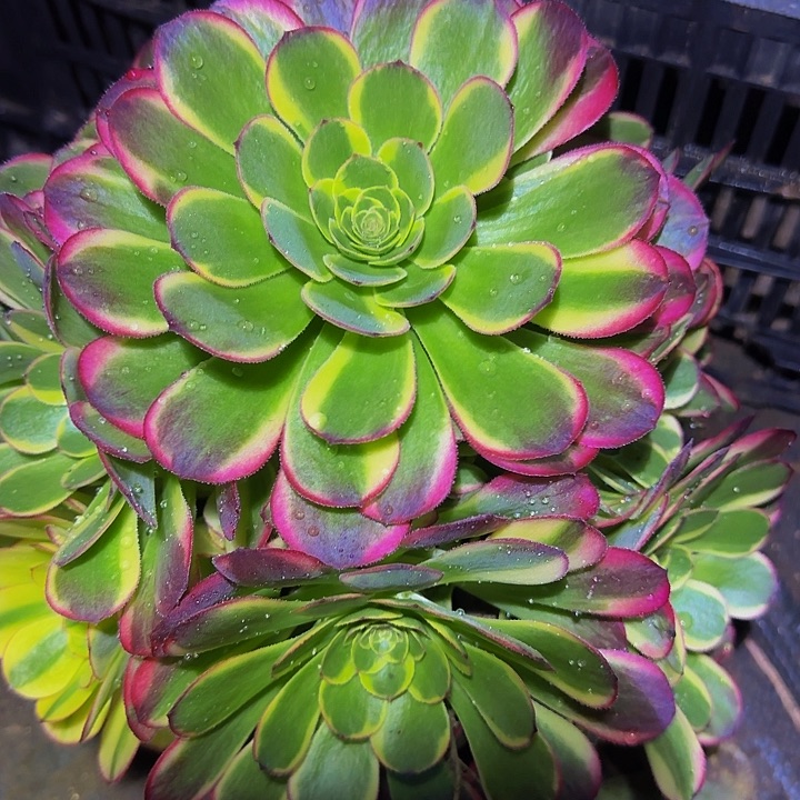 万圣节奶白锦捧花亏本福利