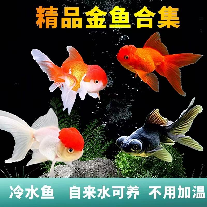 【满缸礼包】精品国粹冷水观赏金鱼新手福利好养耐活9条6-8厘米包邮