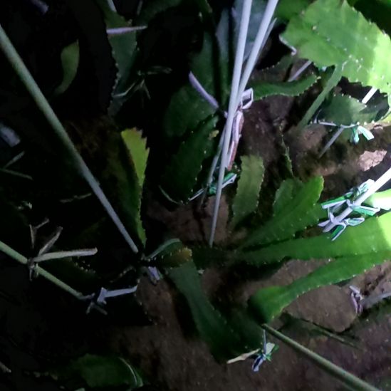 木***夏完全开放令箭何花中国红