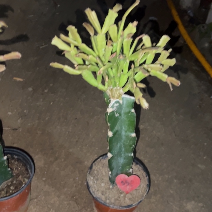 飘***姐当前无花栽培后可以开花045  550