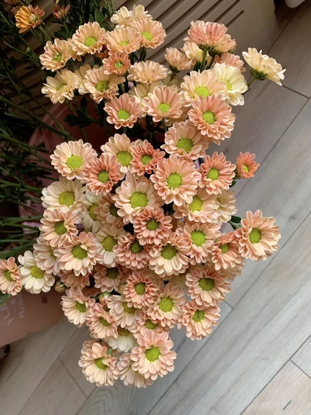 套餐57  香槟小菊5支+马蒂斯小菊5支+抹茶绿小菊3支