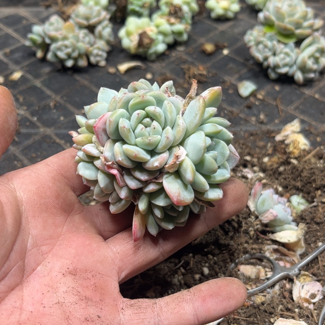 06冰玉手捧7头7厘米