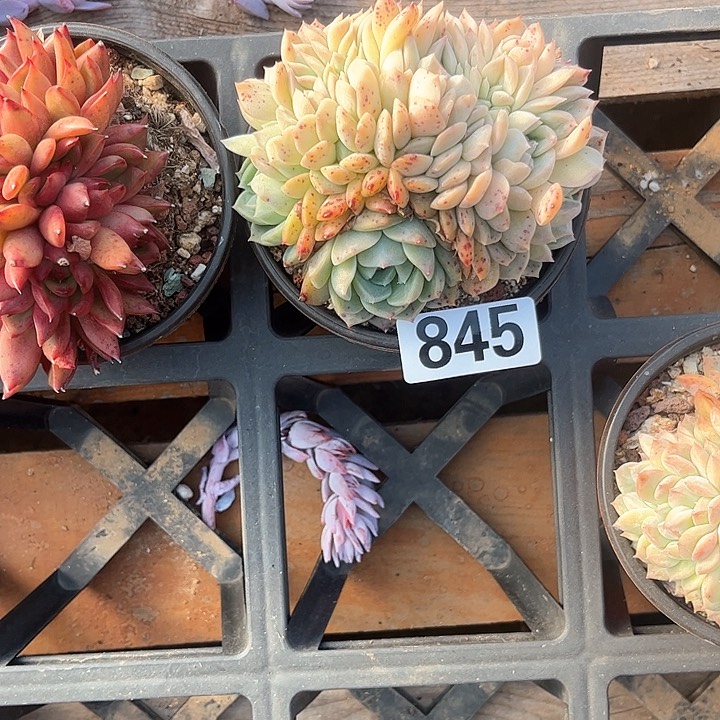 陈*多肉植物一物一拍