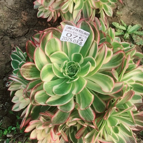 3.8-75海王多肉植物