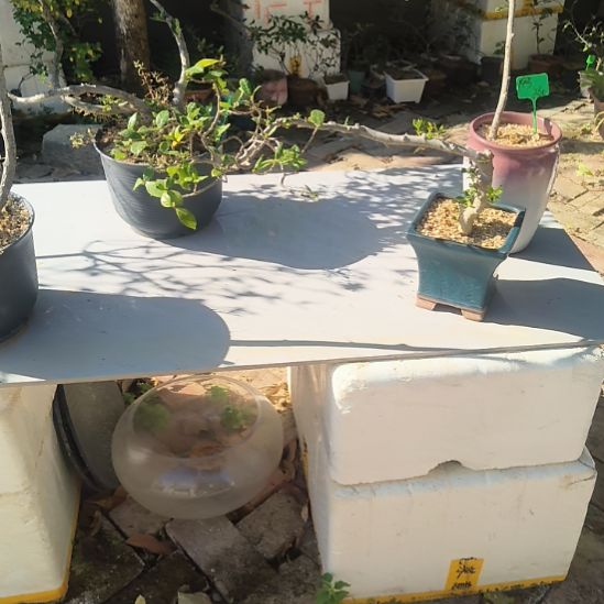 海***色无花朵海岛栀子花   