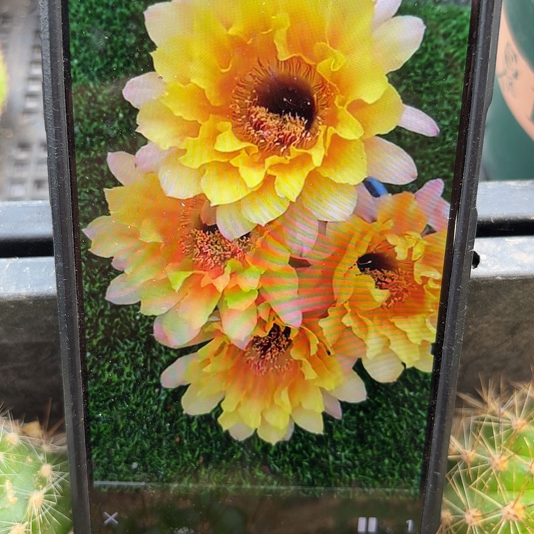 黄秀彩侧牙20包邮仙人球29