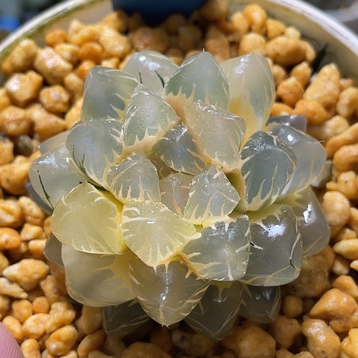 622亚成糊斑水中月锦