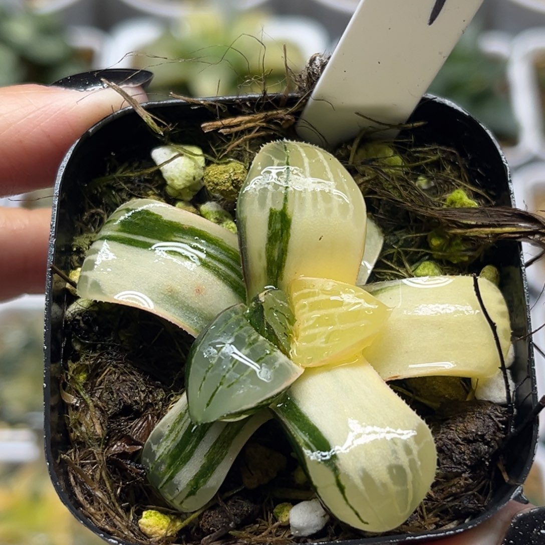 24咖啡寿锦福利专场