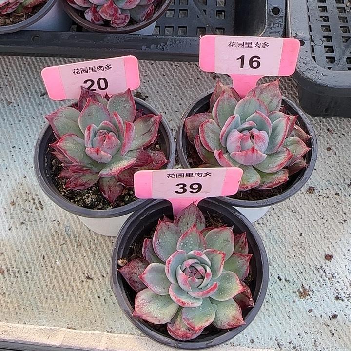 冷***花20，16，39 惊鸿仙子多肉植物6-9cm