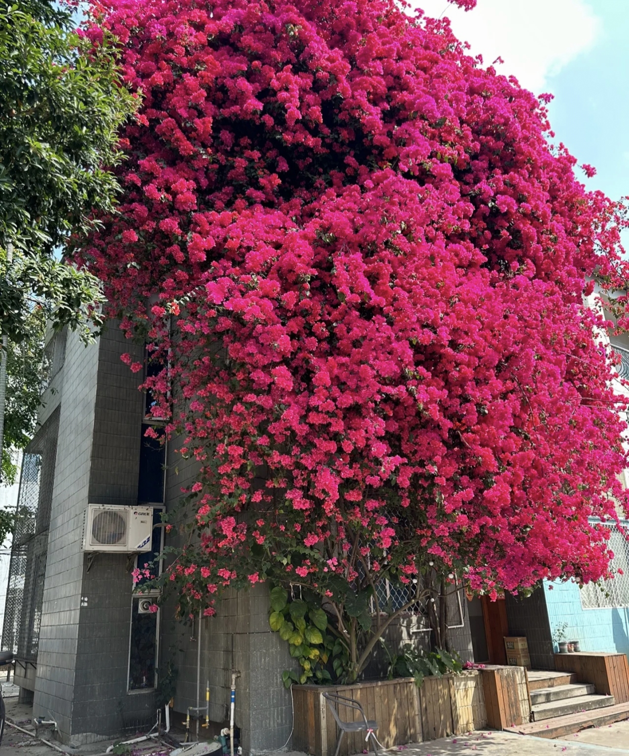 同安红耐寒庭院绿化花卉植物室外盆栽（掉花落叶缺水焉介意慎拍）