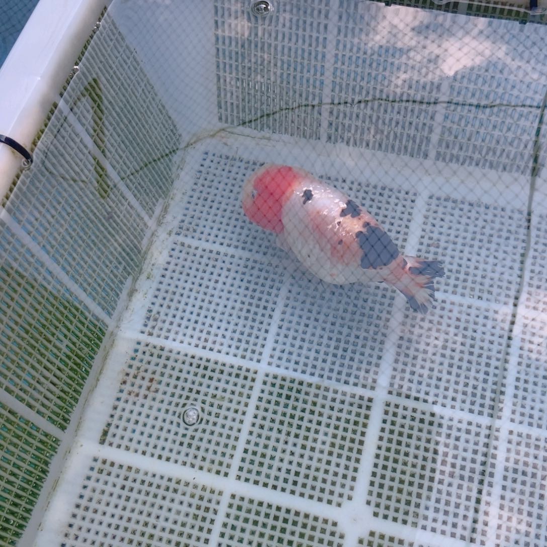 海水鱼C*兰寿金鱼