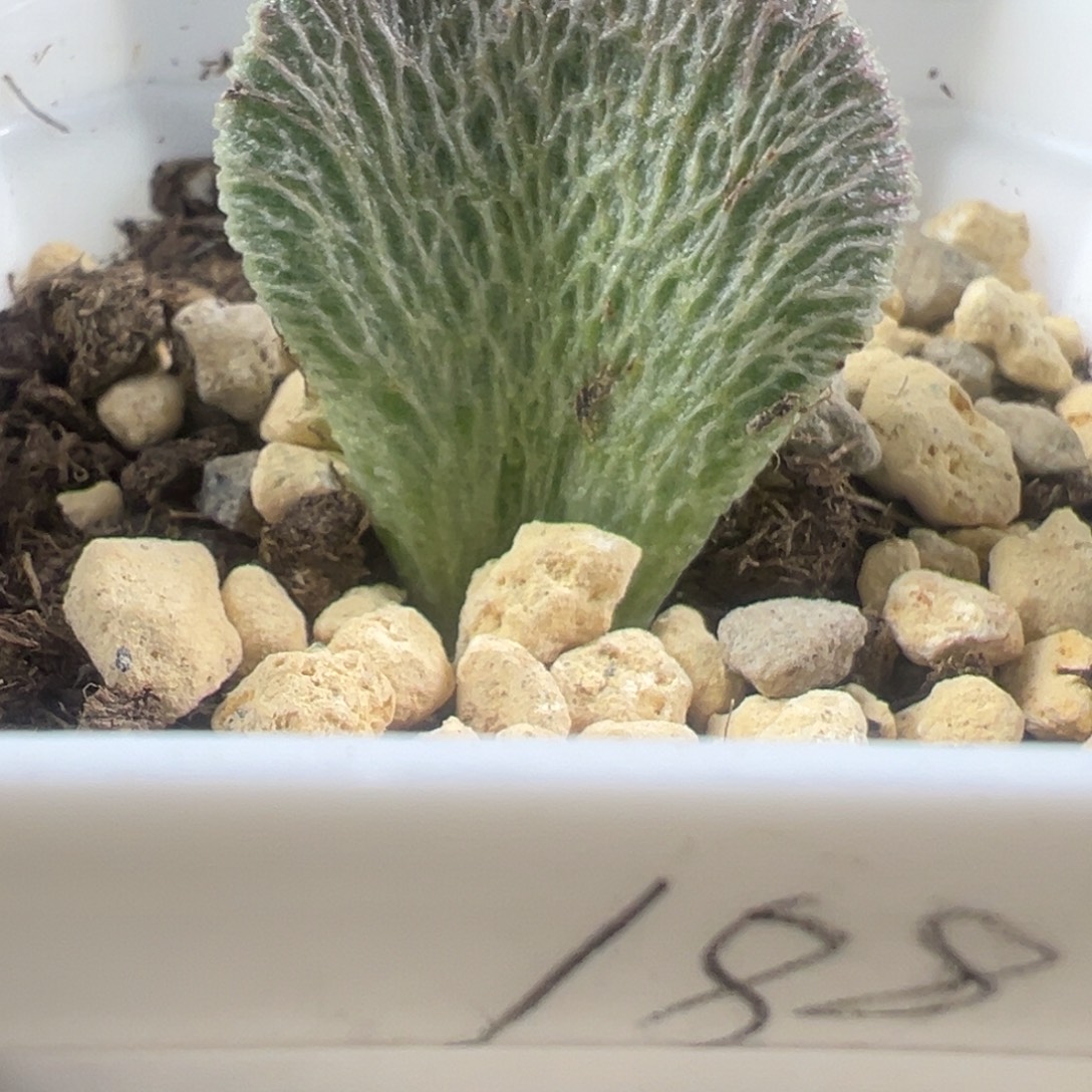 流水纹实生新品98