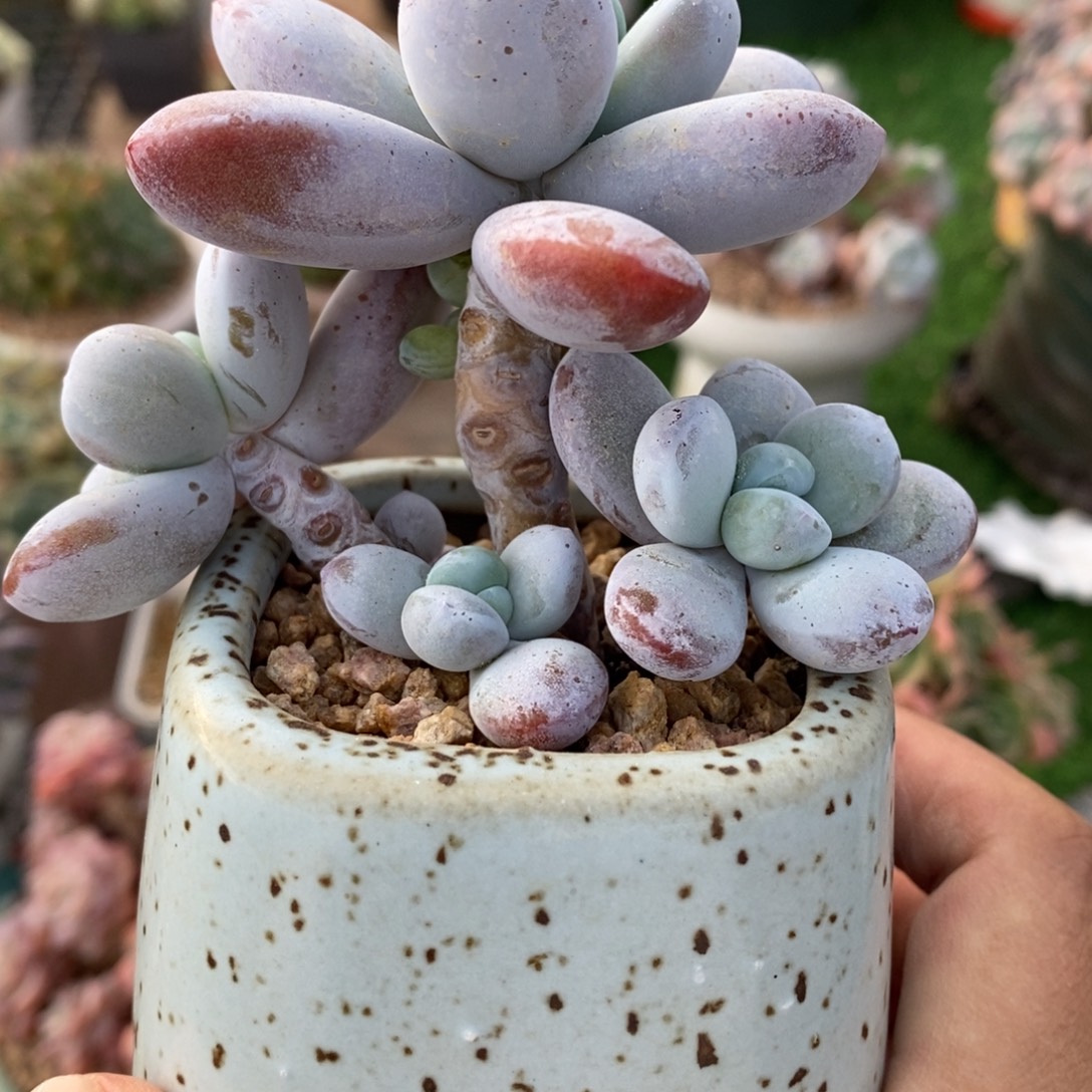 雪美人老桩一物一拍