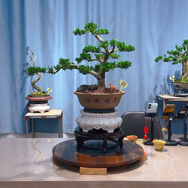 无花朵广东皱皮雀舌黄杨