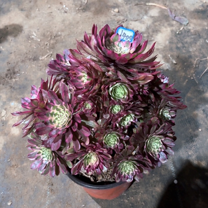 变异不知名1400一物一拍多肉