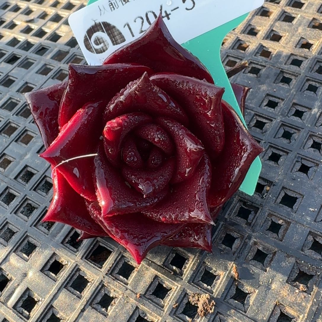 从前慢多肉精选编号1204.5