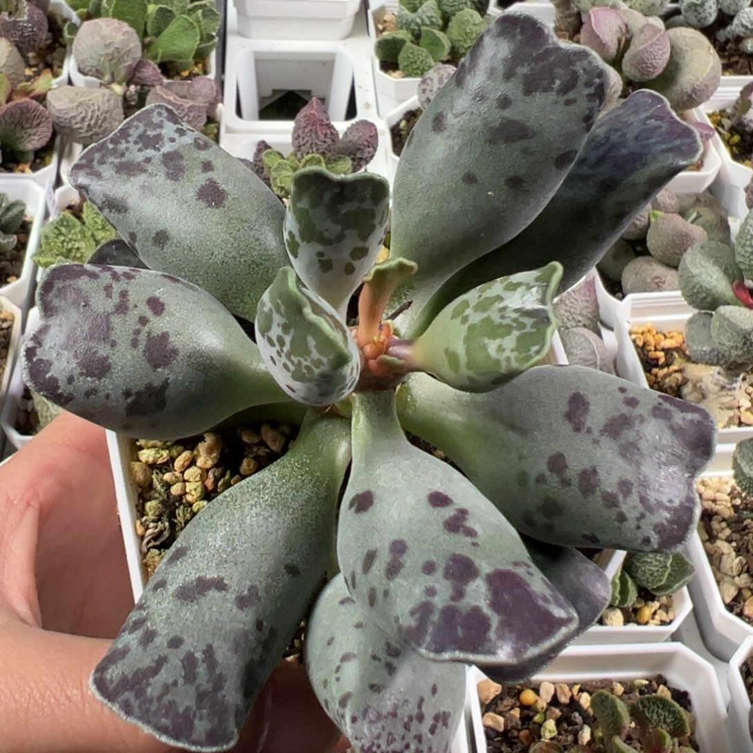 w猫耳海豹多肉植物水泡