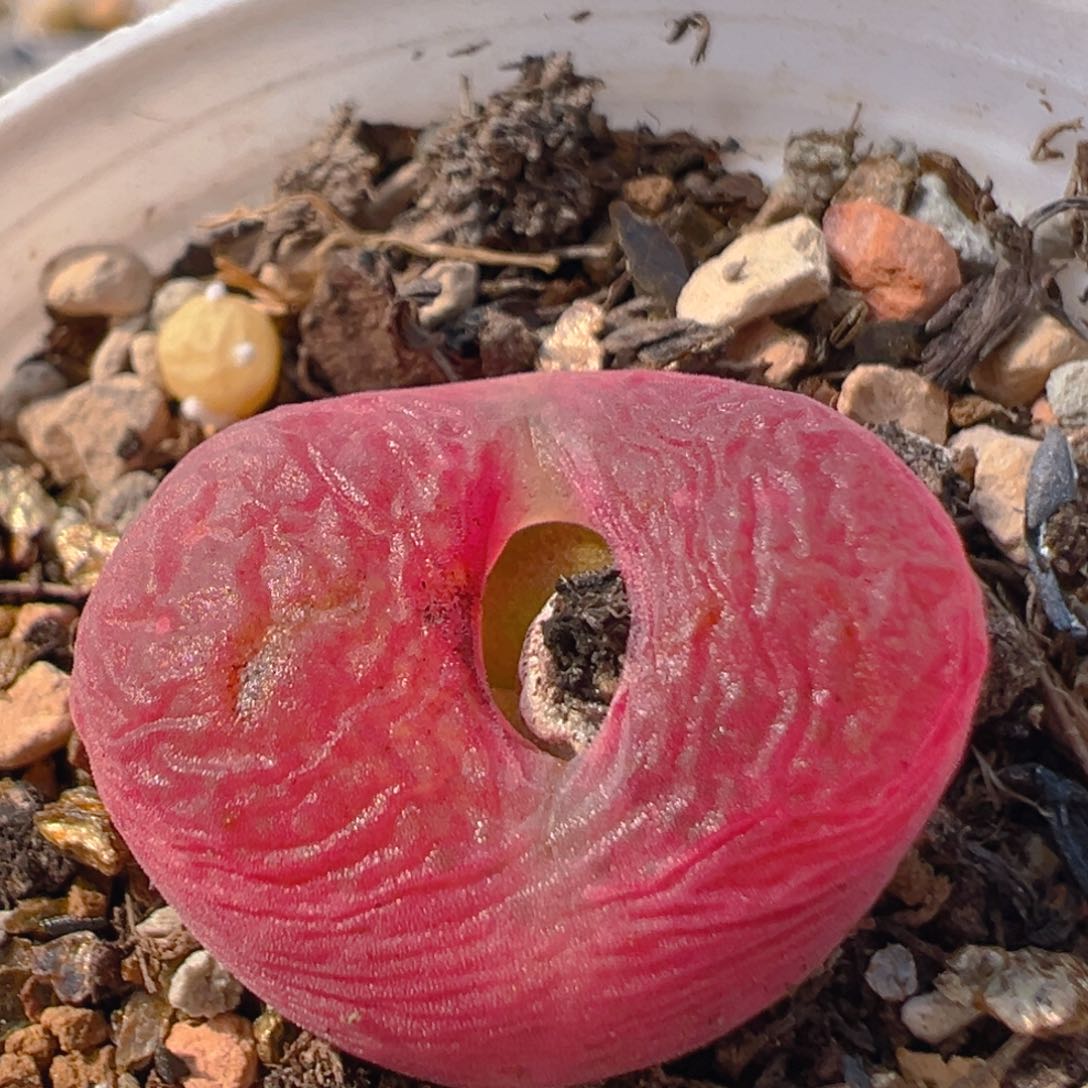 170多肉植物百科知识