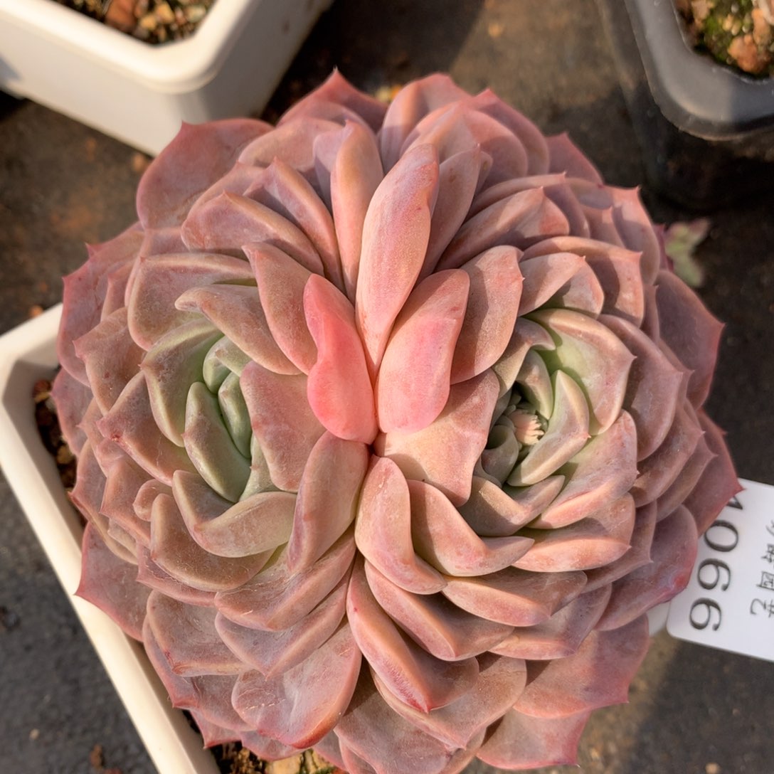 4066新年快乐发发发