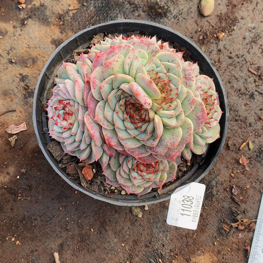 *****    天鹅绒多肉11038