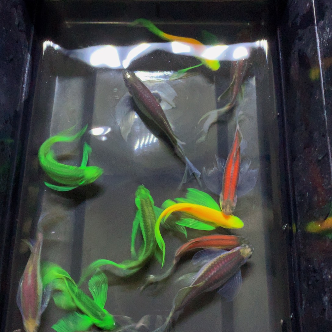 斑马鱼大号蝶翼斑马混搭13条（4-5厘米）