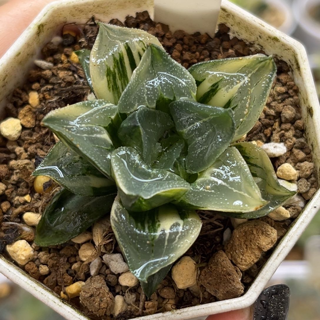 76莫迪卡实生寿锦福利专场