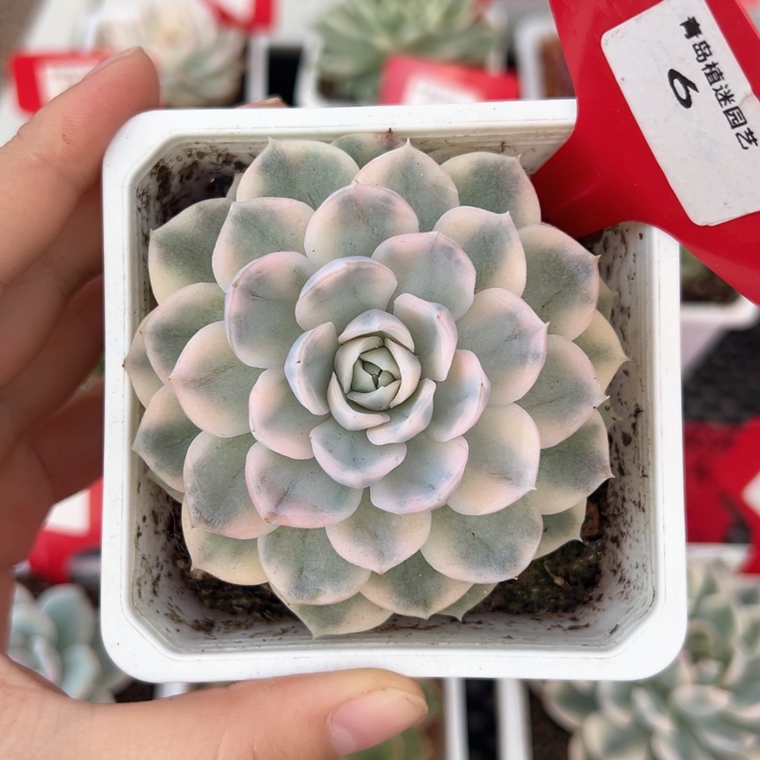 6号雪球锦多肉植物