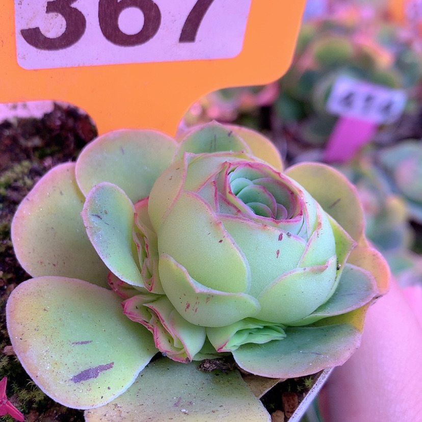 【闪购商品】yjj367