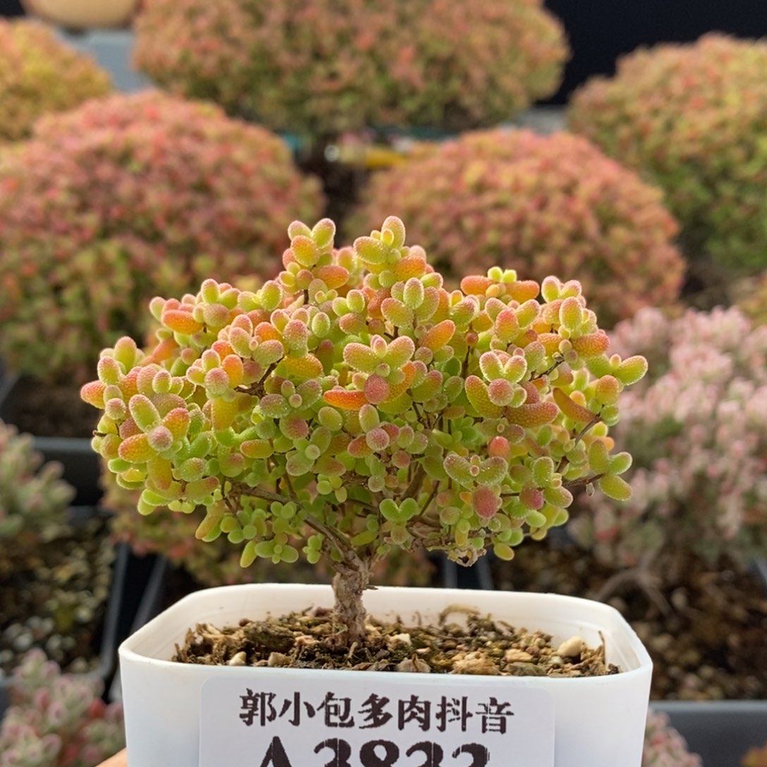 蜜橘糖球3833枝干番杏