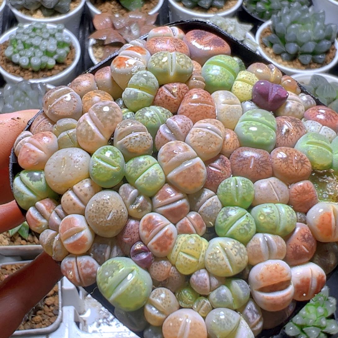 生石花玉露多肉多肉