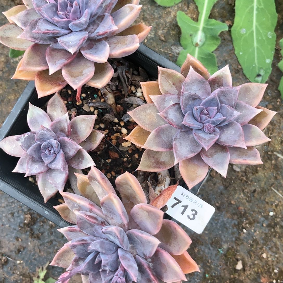 阿雅园艺。       713量拍保4头发货