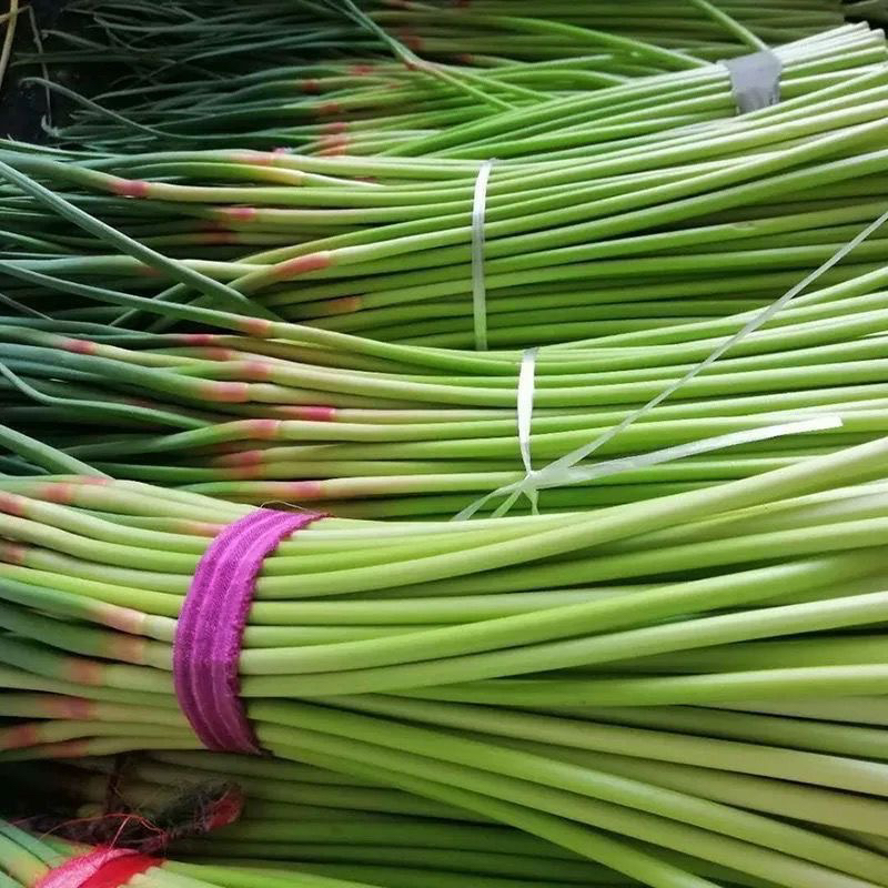 2025新蒜苔新鲜现摘蒜苔红帽自种蒜苔顺丰包邮1/3/5