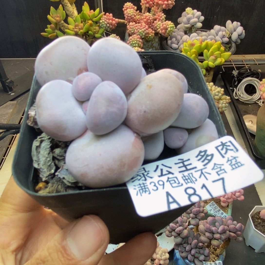 817芭比奶多肉6c m
