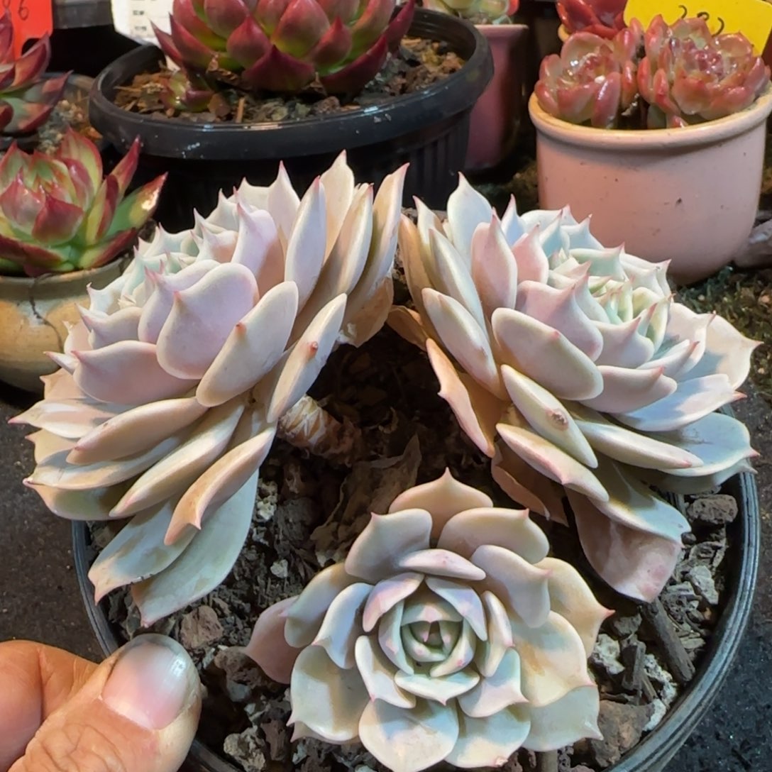 露娜脸一物一拍包装收缩花旱