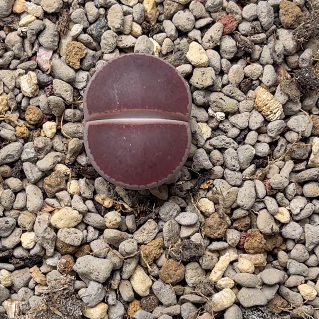 0371比利时ko1满窗尺寸2.1