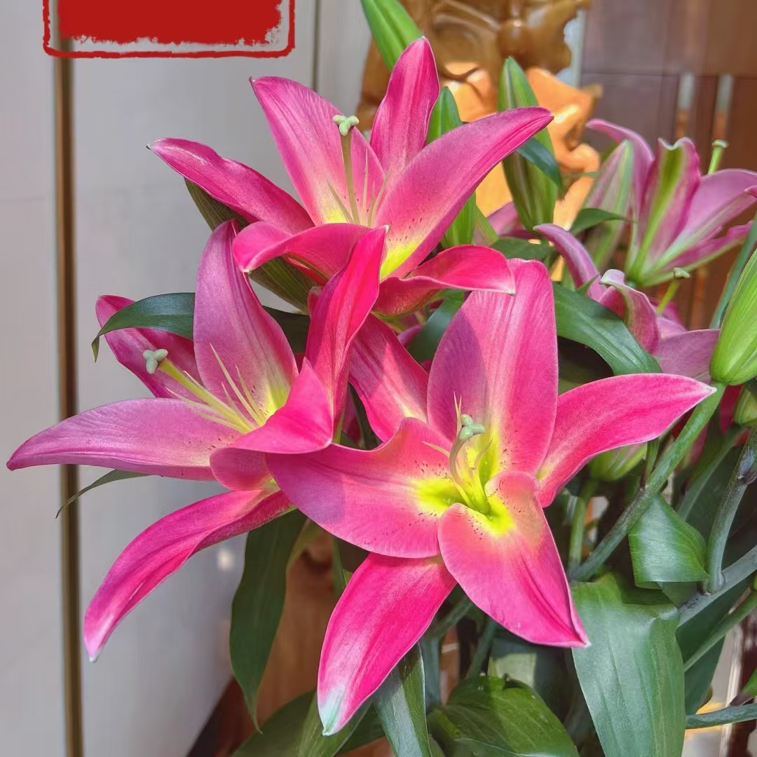 【大聪明卖花】火石香水多头百合花云南直发鲜花客厅高级感插花鲜花