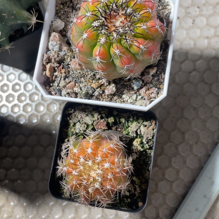 否*实生黄体奇特圆盘带盆