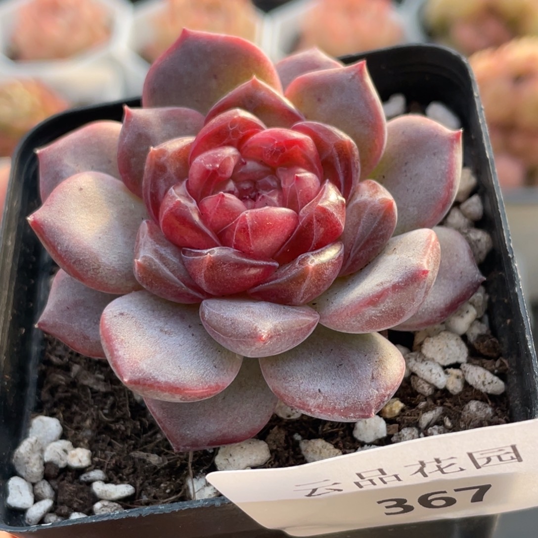 367号糖心冰心珍妮 