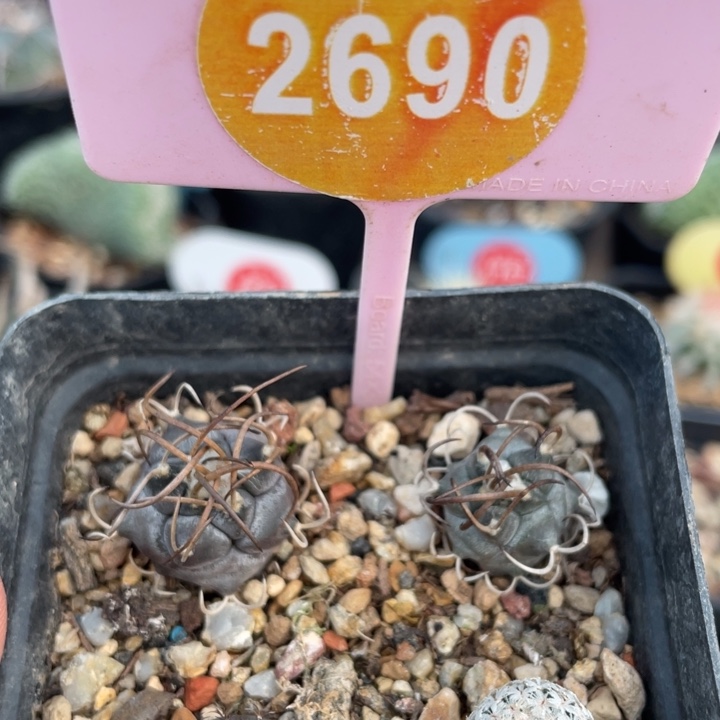 呢***好实生仙人球2690000000