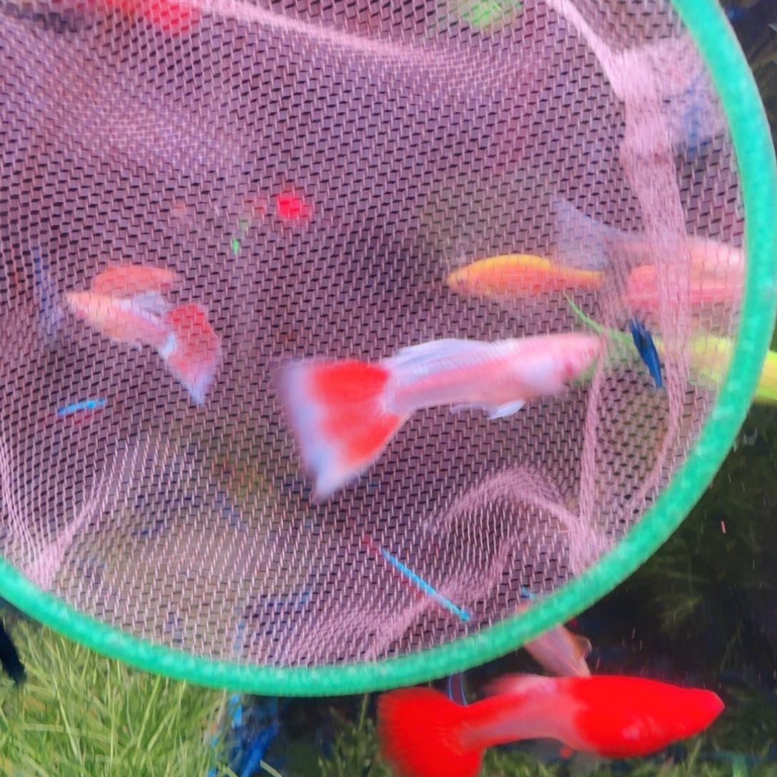 孔雀鱼火烧云35条(22条送13条备损)