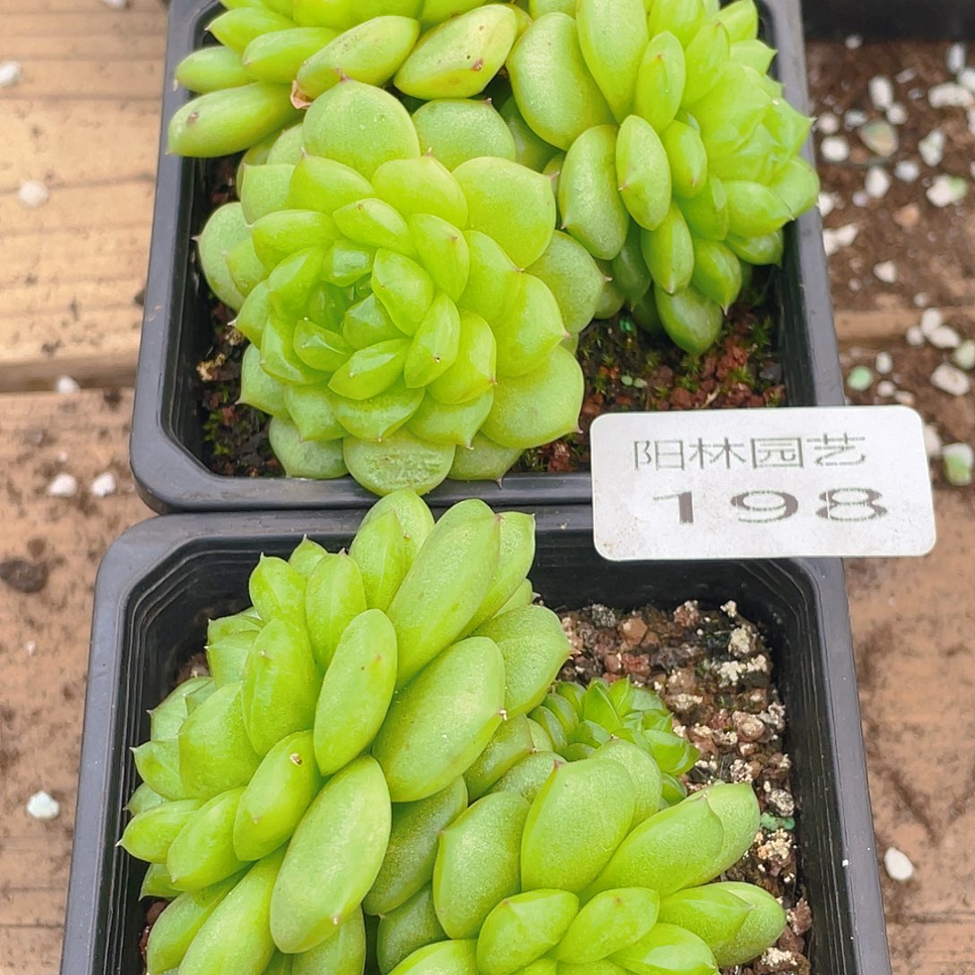 多肉植物多肉植物198