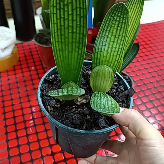 当前无花栽培后可以开花