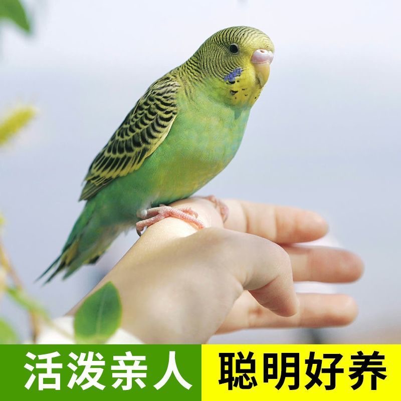 手养虎皮鹦鹉活体可上手亲人适合家养能繁殖观赏宠物鸟