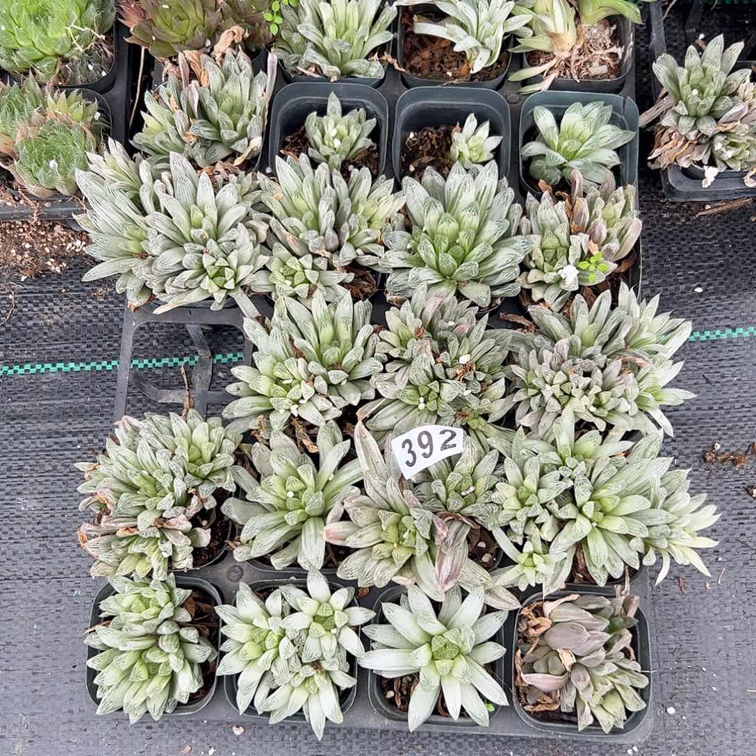 脱土带伤无根十二卷多肉